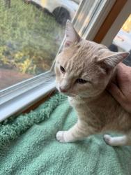 Reunited Male Cat last seen Near W Ann Arbor trail and Lilley rd railroad crossing , Plymouth, MI 48170