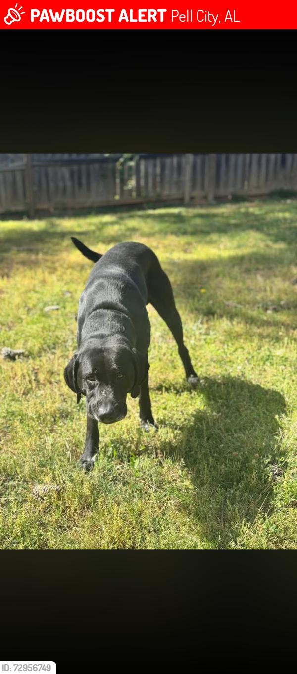 Lost Male Dog last seen Na, Pell City, AL 35125