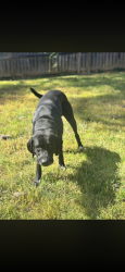 Lost Male Dog last seen Na, Pell City, AL 35125