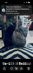Reunited Female Cat last seen Sertoma and Stoney Creek, Sioux Falls, SD 57106