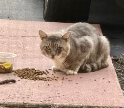 Found/Stray Unknown Cat last seen Slavia and Redbug Road, Oviedo, FL 32765
