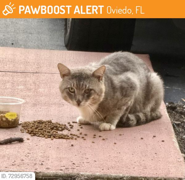 Found/Stray Unknown Cat last seen Slavia and Redbug Road, Oviedo, FL 32765