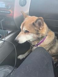 Reunited Male Dog last seen Old gales Harley davidson, Grandview, MO 64030
