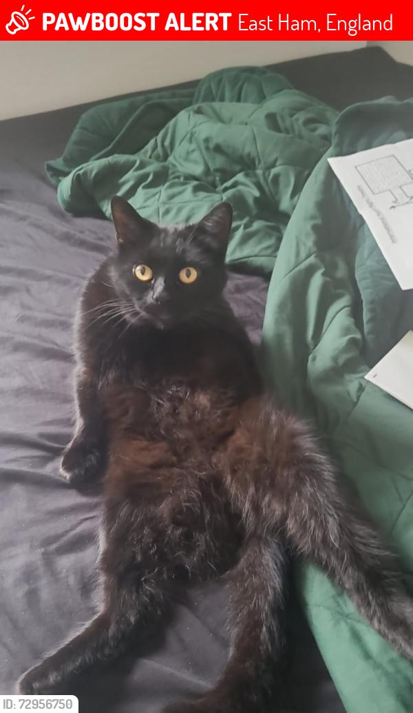 Lost Male Cat last seen Eastham, East Ham, England 