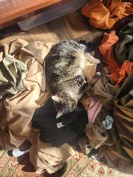 Reunited Female Cat last seen Brickyard Baptist Church, Powell, TN 37849