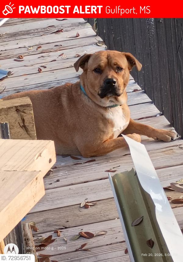Lost Male Dog last seen Across the street from Cajuns Chicken, Gulfport, MS 39507