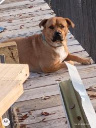 Lost Male Dog last seen Across the street from Cajuns Chicken, Gulfport, MS 39507