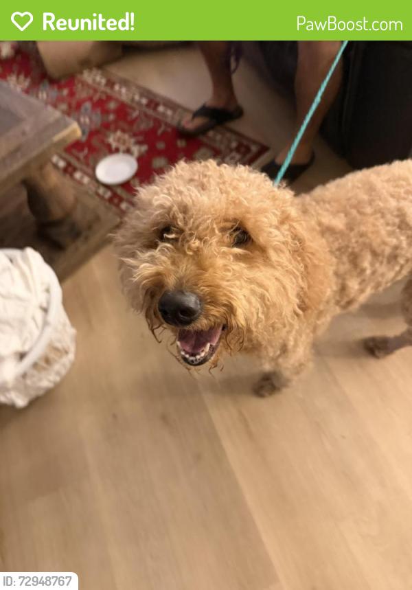Reunited Female Dog last seen Park at Steubing ranch , San Antonio, TX 78247