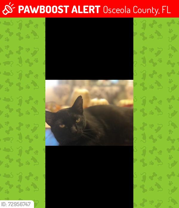 Lost Female Cat last seen Bridgwalk, Osceola County, FL 34771
