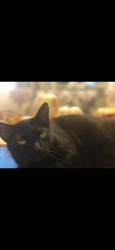 Lost Female Cat last seen Bridgwalk, Osceola County, FL 34771