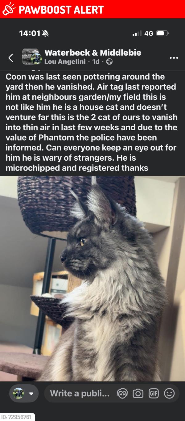 Lost Male Cat last seen East Linnbridgeford Barn Cottage, Waterbeck, Scotland DG11
