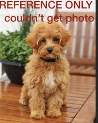 Found/Stray Unknown Dog last seen Easton, Willow Grove, PA 19090