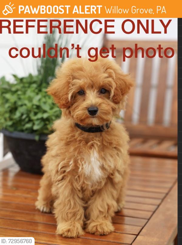 Found/Stray Unknown Dog last seen Easton, Willow Grove, PA 19090