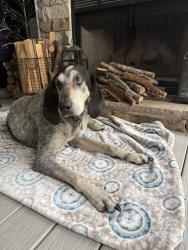 Reunited Male Dog last seen Near Country Club Dr Suite 2, Lillington, NC 27546, USA, Lillington, NC 27546
