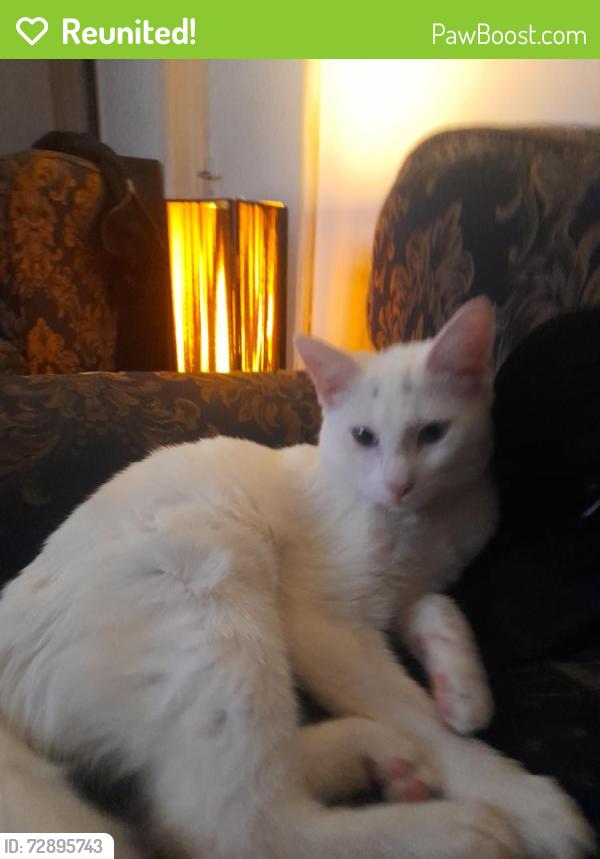 Reunited Male Cat last seen Silver Rd , Norfolk, England NR3
