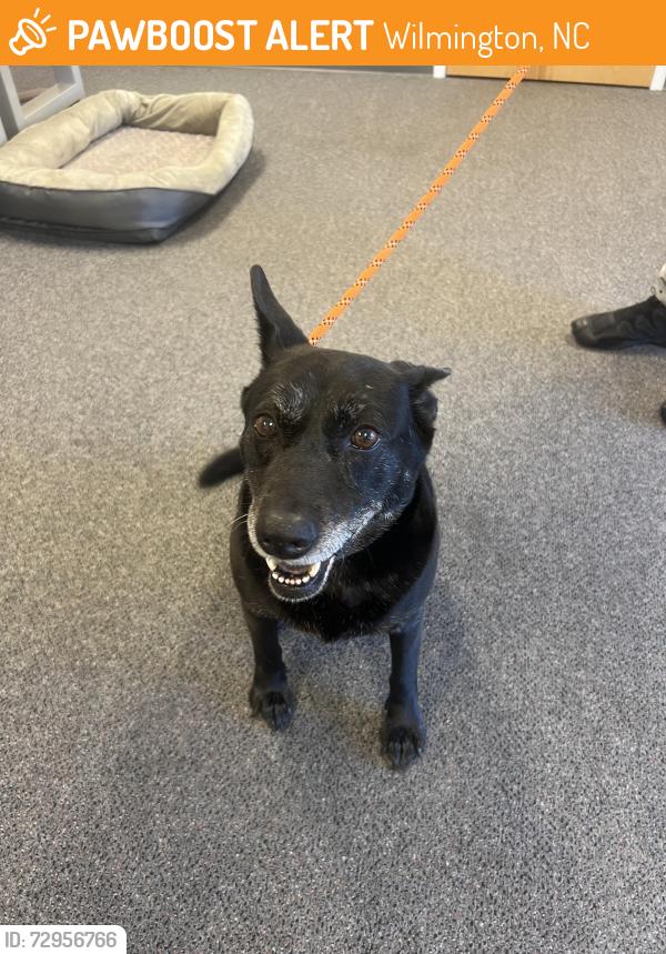 Found/Stray Female Dog last seen Near Canines for Service on Old Diary Road off of Market St, Wilmington, NC 28405