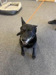 Found/Stray Female Dog last seen Near Canines for Service on Old Diary Road off of Market St, Wilmington, NC 28405