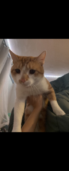 Lost Male Cat last seen alma School and rio salado , Mesa, AZ 85201
