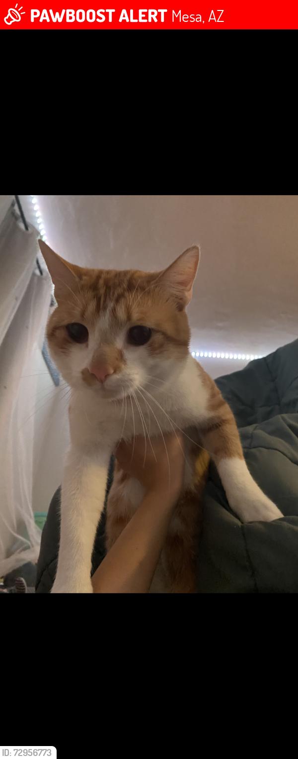 Lost Male Cat last seen alma School and rio salado , Mesa, AZ 85201