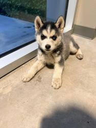 Found/Stray Female Dog last seen Palm bluff ave, Fresno, CA 93711