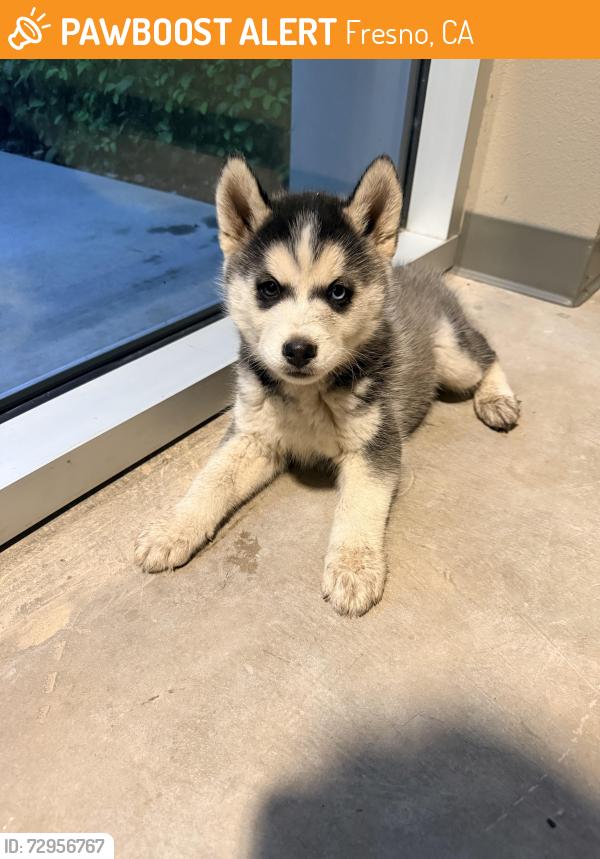 Found/Stray Female Dog last seen Palm bluff ave, Fresno, CA 93711