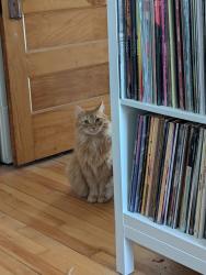 Lost Male Cat last seen On Ohio between Page and Morton, Saint Paul, MN 55107