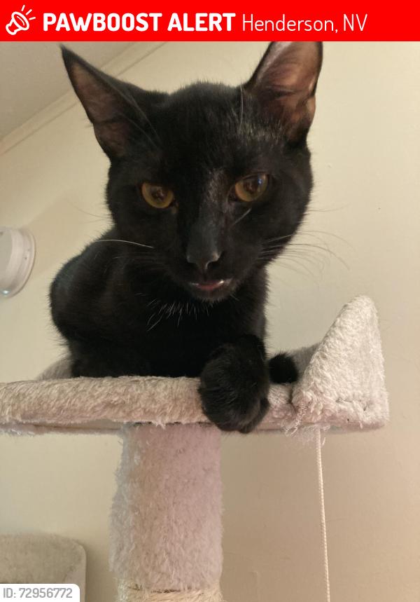 Lost Male Cat last seen Gibson Rd., Henderson, NV 89012