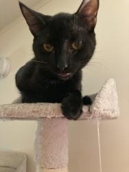 Lost Male Cat last seen Gibson Rd., Henderson, NV 89012