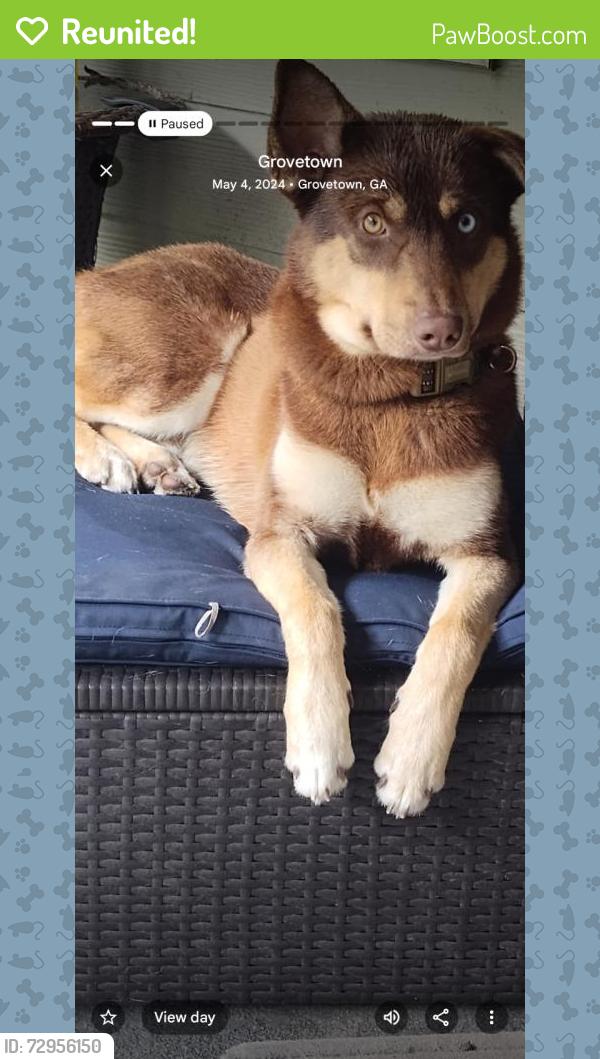 Reunited Male Dog last seen Grovetown , Grovetown, GA 30813