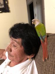 Lost Male Bird last seen Between Roosevelt and Williams Blvd , Kenner, LA 70062