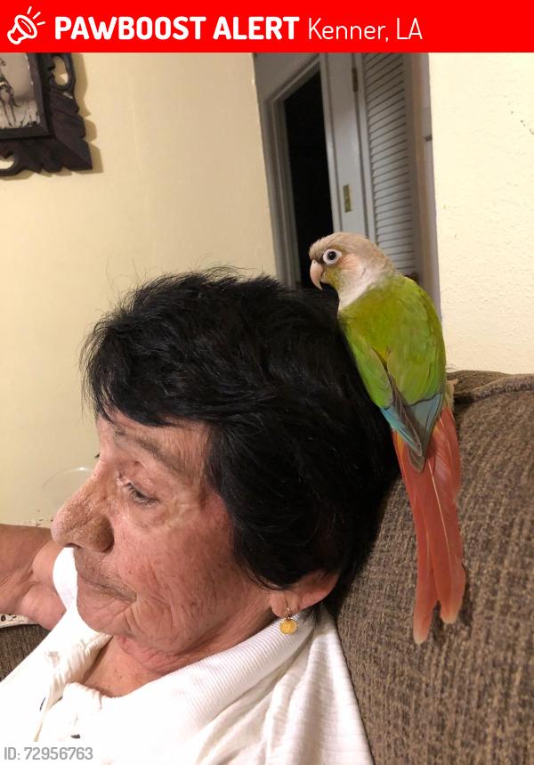 Lost Male Bird last seen Between Roosevelt and Williams Blvd , Kenner, LA 70062