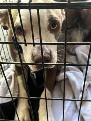 Found/Stray Male Dog last seen Warson and ruckert, Midland Township, MO 63114