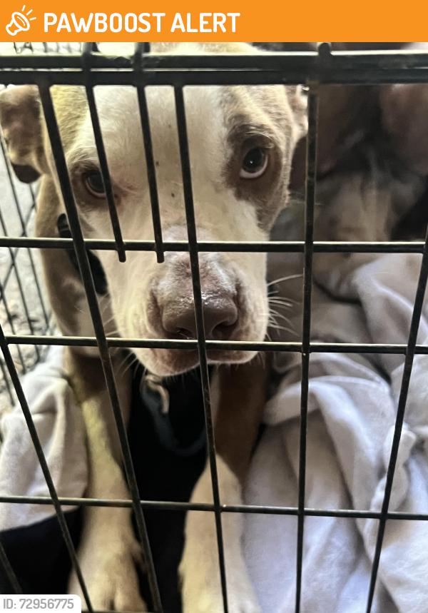 Found/Stray Male Dog last seen Warson and ruckert, Midland Township, MO 63114