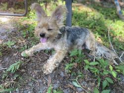Reunited Male Dog last seen Jewett academy , Winter Haven, FL 33881
