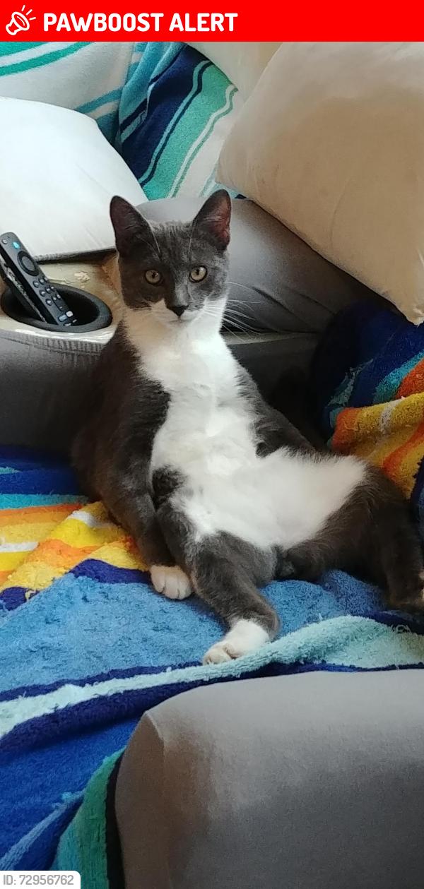 Lost Male Cat last seen Burs Mill rd, Southampton Township, NJ 08088