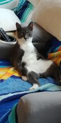Lost Male Cat last seen Burs Mill rd, Southampton Township, NJ 08088