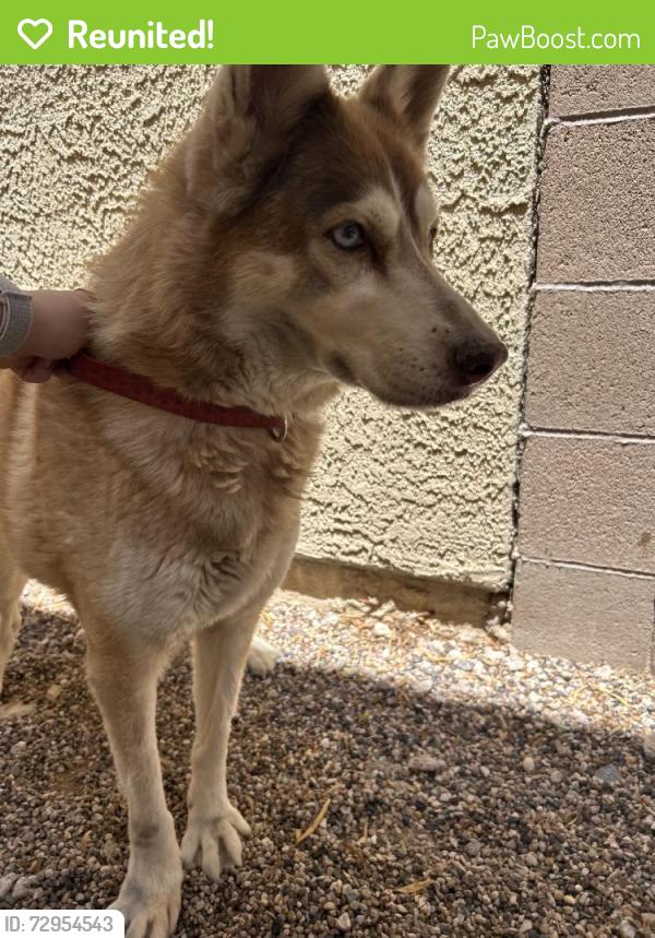 Reunited Female Dog last seen Racel St & N Fort Apache Rd, Las Vegas, NV 89143, USA, Las Vegas, NV 89143