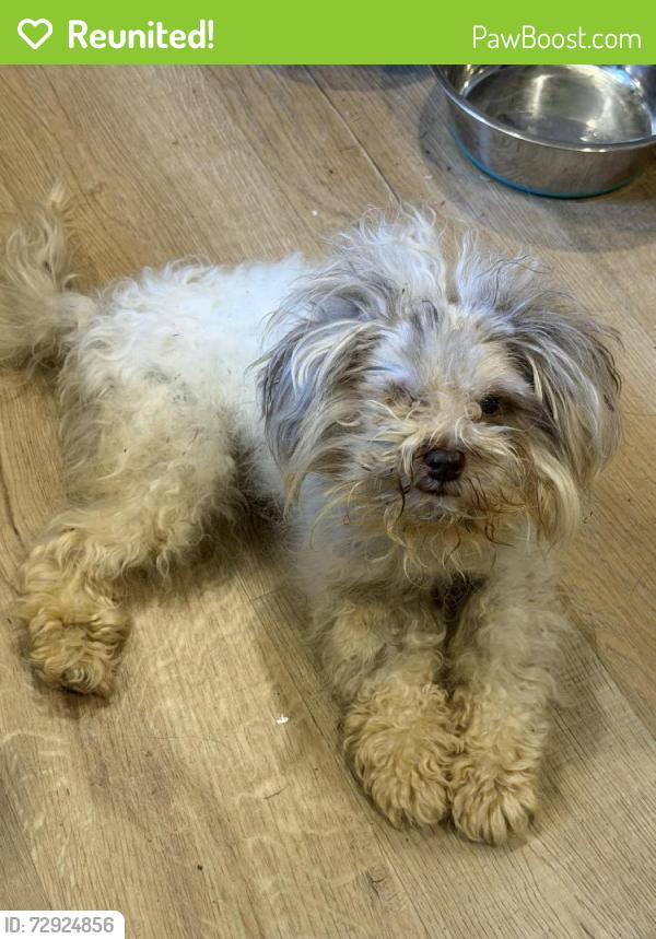 Reunited Unknown Dog last seen Near Grand Oaks Equestrian Resort, Lady Lake, FL 32159