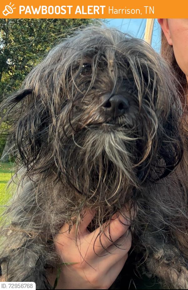 Found/Stray Female Dog last seen Clark trace lane and Clark road , Harrison, TN 37341