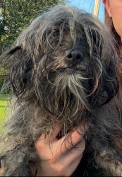 Found/Stray Female Dog last seen Clark trace lane and Clark road , Harrison, TN 37341