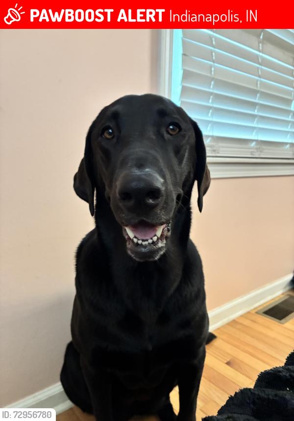 Lost Female Dog last seen 56th and Keystone , Indianapolis, IN 46220