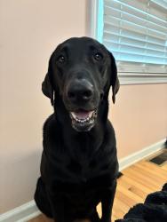 Lost Female Dog last seen 56th and Keystone , Indianapolis, IN 46220