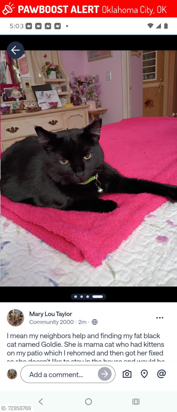 Lost Female Cat last seen NW 43 & Youngs, Oklahoma City, OK 73112