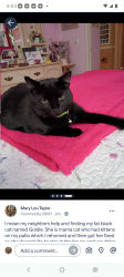 Lost Female Cat last seen NW 43 & Youngs, Oklahoma City, OK 73112