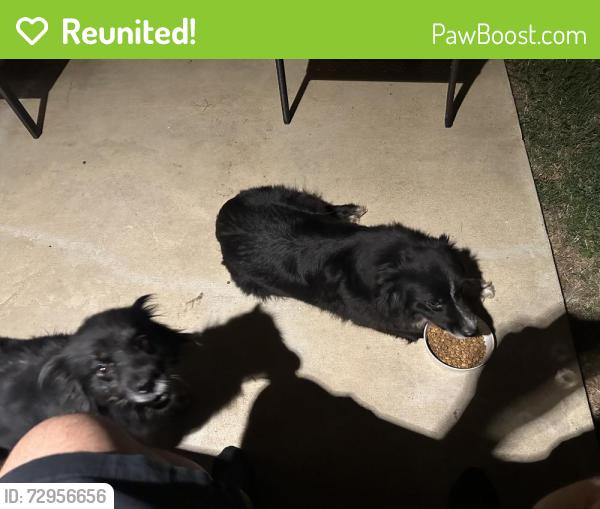 Reunited Female Dog last seen Grandbury st, Cleburne, TX 76033