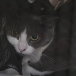 Shelter Stray Male Cat last seen , San Pedro, CA 90731