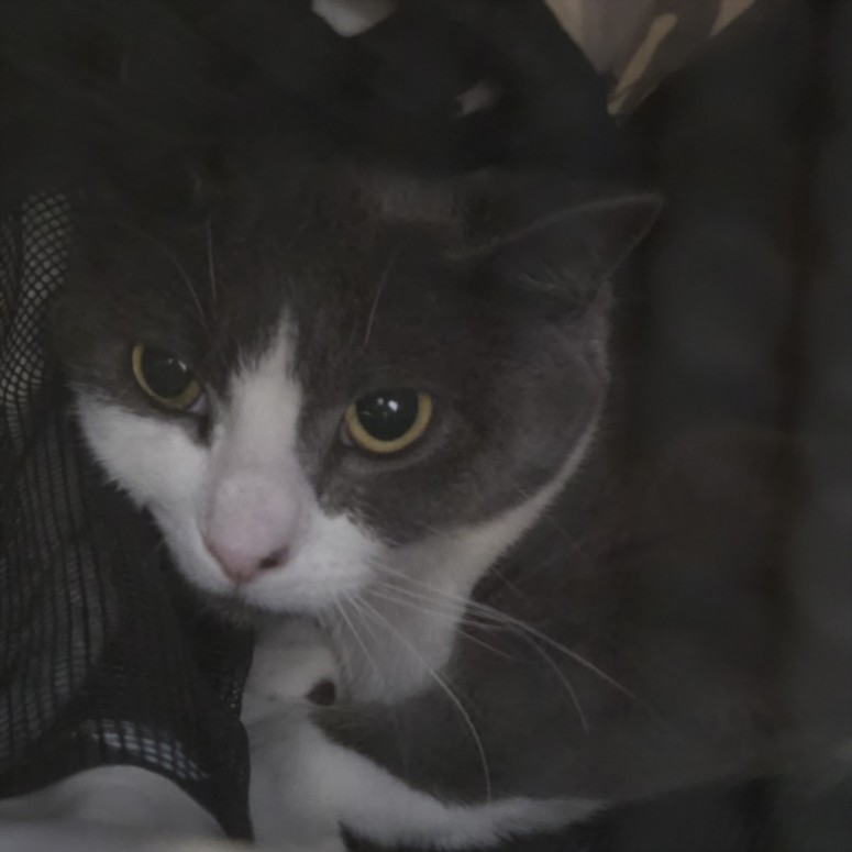 Shelter Stray Male Cat last seen , San Pedro, CA 90731