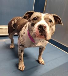 Shelter Stray Female Dog last seen Near BLOCK RYAN RD, DETROIT, MI 48234, Detroit, MI 48211
