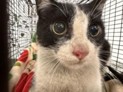 Shelter Stray Female Cat last seen , San Pedro, CA 90731