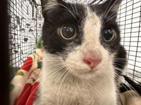 Shelter Stray Female Cat last seen , San Pedro, CA 90731